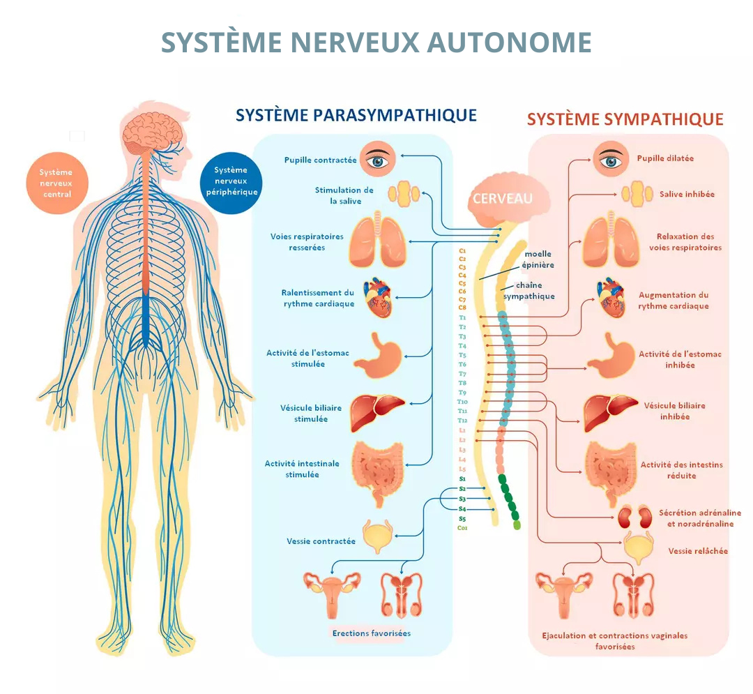 Système nerveux autonome
